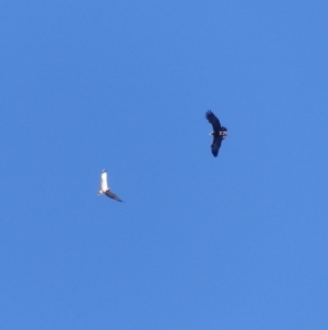 Aquila audax at Black Range, NSW - 5 Jun 2020