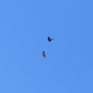 Haliaeetus leucogaster at Black Range, NSW - 5 Jun 2020