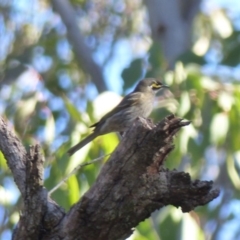 Caligavis chrysops (Yellow-faced Honeyeater) at Black Range, NSW - 4 Jun 2020 by MatthewHiggins