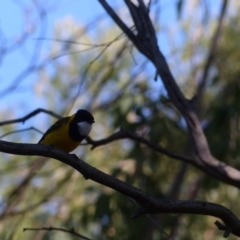 Pachycephala pectoralis (Golden Whistler) at Black Range, NSW - 5 Jun 2020 by MatthewHiggins