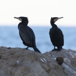 Phalacrocorax carbo at Lilli Pilli, NSW - 5 Jun 2020