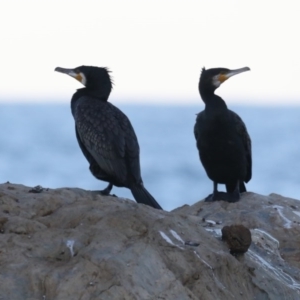 Phalacrocorax carbo at Lilli Pilli, NSW - 5 Jun 2020 08:33 AM
