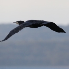 Phalacrocorax carbo at Lilli Pilli, NSW - 5 Jun 2020