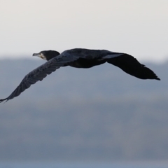 Phalacrocorax carbo at Lilli Pilli, NSW - 5 Jun 2020 08:33 AM