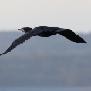 Phalacrocorax carbo at Lilli Pilli, NSW - 5 Jun 2020 08:33 AM