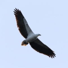 Haliaeetus leucogaster (White-bellied Sea-Eagle) at Batemans Marine Park - 4 Jun 2020 by jbromilow50