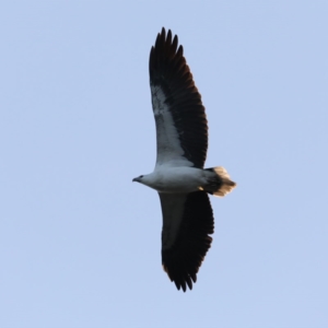 Haliaeetus leucogaster at Lilli Pilli, NSW - 5 Jun 2020