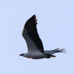 Haliaeetus leucogaster at Lilli Pilli, NSW - 5 Jun 2020