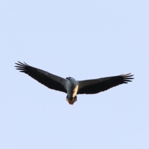 Haliaeetus leucogaster at Lilli Pilli, NSW - 5 Jun 2020