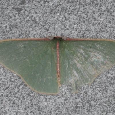 Chlorocoma (genus) (An Emerald moth (Geometrinae)) at Lilli Pilli, NSW - 5 Jun 2020 by jb2602