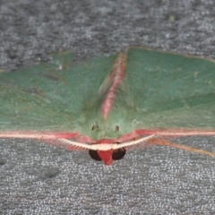 Chlorocoma (genus) at Lilli Pilli, NSW - 5 Jun 2020 09:55 AM