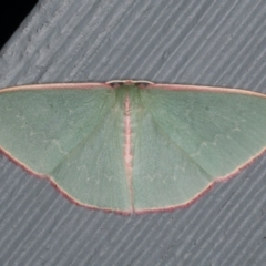 Chlorocoma (genus) at Lilli Pilli, NSW - 5 Jun 2020 09:55 AM