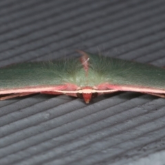 Chlorocoma (genus) at Lilli Pilli, NSW - 5 Jun 2020