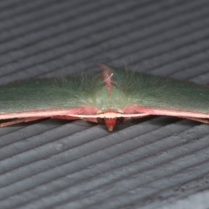 Chlorocoma (genus) at Lilli Pilli, NSW - 5 Jun 2020 09:55 AM