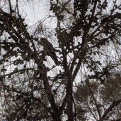 Calyptorhynchus lathami (Glossy Black-Cockatoo) at Mount Ainslie - 1 Jun 2020 by Ral