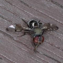 Pogonortalis doclea (Boatman fly) at Lilli Pilli, NSW - 5 Jun 2020 by jb2602