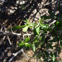 Lycium ferocissimum (African Boxthorn) at Majura, ACT - 5 Jun 2020 by JanetRussell