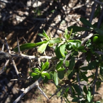 Lycium ferocissimum (African Boxthorn) at Campbell Park Woodland - 5 Jun 2020 by JanetRussell