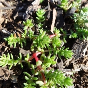 Crassula sieberiana at Majura, ACT - 5 Jun 2020 10:59 AM