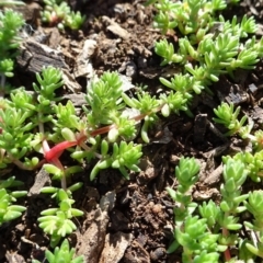 Crassula sieberiana at Majura, ACT - 5 Jun 2020 10:59 AM