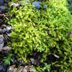 Triquetrella (A trailing moss) at Majura, ACT - 5 Jun 2020 by JanetRussell