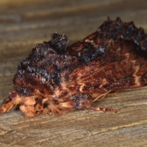 Sorama bicolor at Lilli Pilli, NSW - 5 Jun 2020 11:19 AM