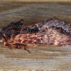 Sorama bicolor at Lilli Pilli, NSW - 5 Jun 2020 11:19 AM