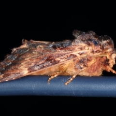 Sorama bicolor at Lilli Pilli, NSW - 5 Jun 2020 11:19 AM