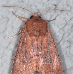 Dasygaster padockina (Tasmanian Cutworm) at Lilli Pilli, NSW - 5 Jun 2020 by jb2602