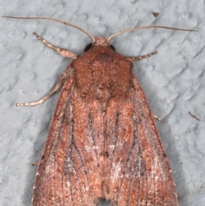 Dasygaster padockina at Lilli Pilli, NSW - 5 Jun 2020