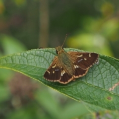 Dispar compacta (Barred Skipper) at Doctor George Mountain, NSW - 22 Feb 2015 by AndrewMcCutcheon