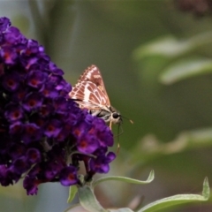 Hesperilla picta (Painted Skipper) at Doctor George Mountain, NSW - 17 Feb 2015 by AndrewMcCutcheon