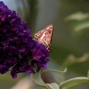 Hesperilla picta at Doctor George Mountain, NSW - 17 Feb 2015