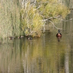 Anas castanea (Chestnut Teal) at Bawley Point, NSW - 5 Jun 2020 by Marg