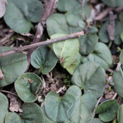 Dichondra repens (Kidney Weed) at Majura, ACT - 5 Jun 2020 by Sarah2019