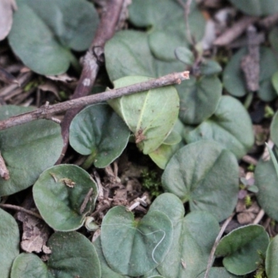 Dichondra repens (Kidney Weed) at Mount Ainslie - 5 Jun 2020 by Sarah2019
