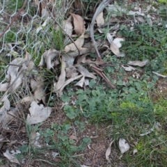 Dichondra repens at Majura, ACT - 5 Jun 2020