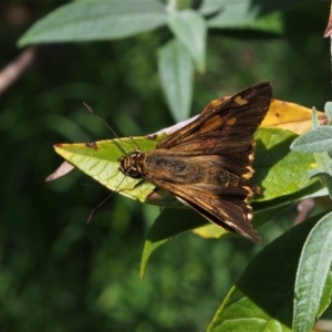 Hesperilla mastersi at Doctor George Mountain, NSW - 27 Feb 2015