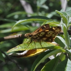 Hesperilla mastersi at Doctor George Mountain, NSW - 27 Feb 2015 10:55 AM