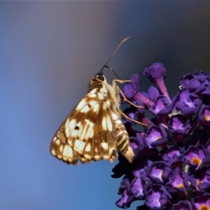 Hesperilla mastersi at Doctor George Mountain, NSW - 27 Feb 2015