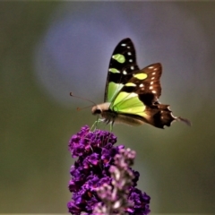 Graphium macleayanum (Macleay's Swallowtail) at Doctor George Mountain, NSW - 21 Feb 2015 by AndrewMcCutcheon