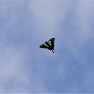 Graphium macleayanum at Doctor George Mountain, NSW - 21 Feb 2015