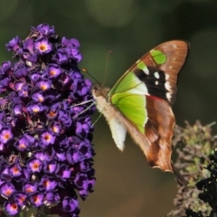 Graphium macleayanum at Doctor George Mountain, NSW - 21 Feb 2015