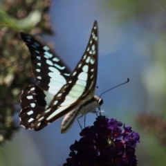 Graphium eurypylus (Pale Triangle) at Doctor George Mountain, NSW - 28 Feb 2015 by AndrewMcCutcheon