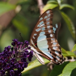 Graphium eurypylus at Doctor George Mountain, NSW - 28 Feb 2015 11:46 AM