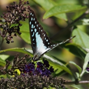 Graphium eurypylus at Doctor George Mountain, NSW - 28 Feb 2015 11:46 AM