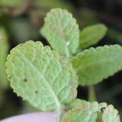 Mentha suaveolens at Coree, ACT - 10 May 2020