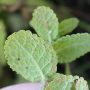 Mentha suaveolens at Coree, ACT - 10 May 2020