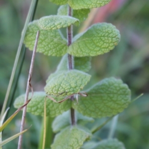 Mentha suaveolens at Coree, ACT - 10 May 2020