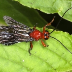 Braconidae sp. (family) (Unidentified braconid wasp) at Rosedale, NSW - 5 Jun 2020 by jbromilow50